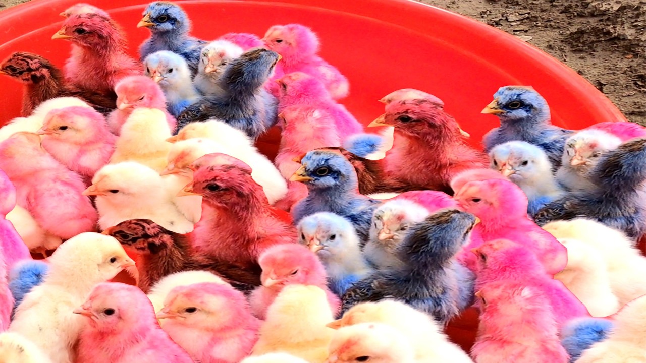 Top 10 Video Catch Animal, Cute Duck, Colorful Chickens, Rainbow Chickens, Animal Care 💦💛💕💜💙💙.