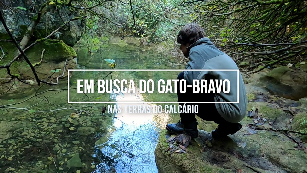 Em Busca do Gato-bravo | Nas Terras do Calcário