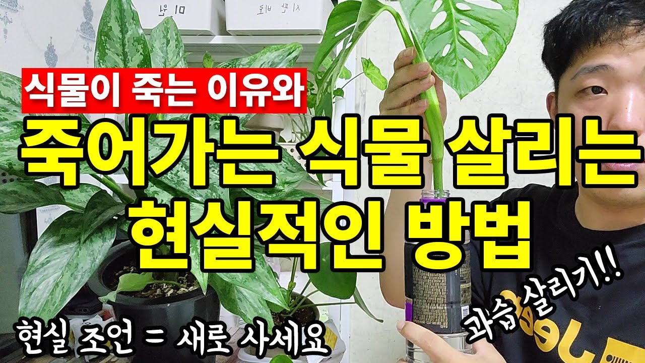 죽어가는 식물 살리는 방법