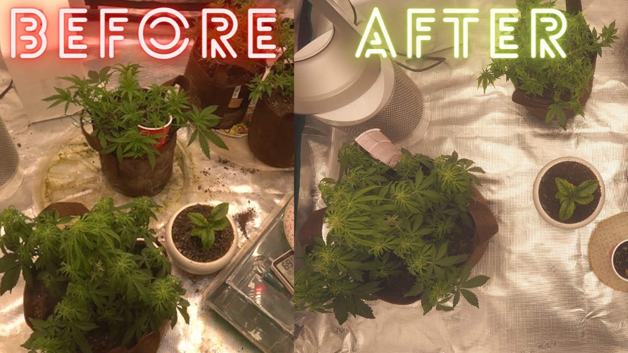 Cleaning My Dirty Grow Tent 😳