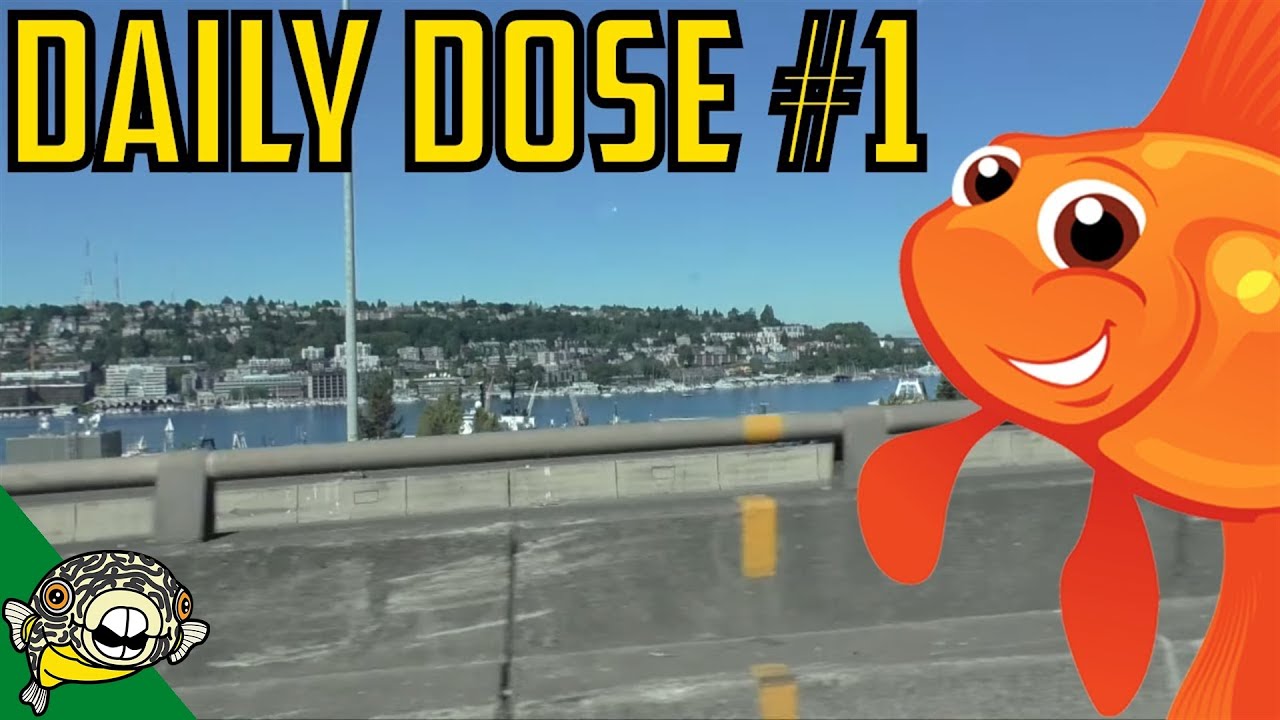 Aquarium Angelfish - Daily Dose #1