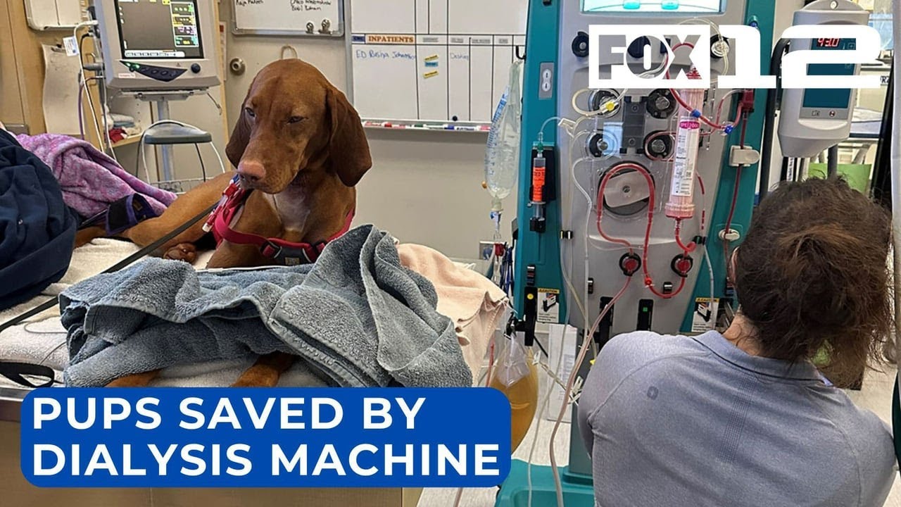 Dialysis machine at Portland veterinary hospital helps save 2 dogs
