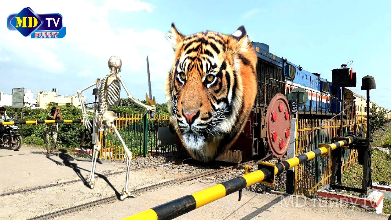 tiger and train wala funny video | train and tiger video | train and tiger funny moment | tiger