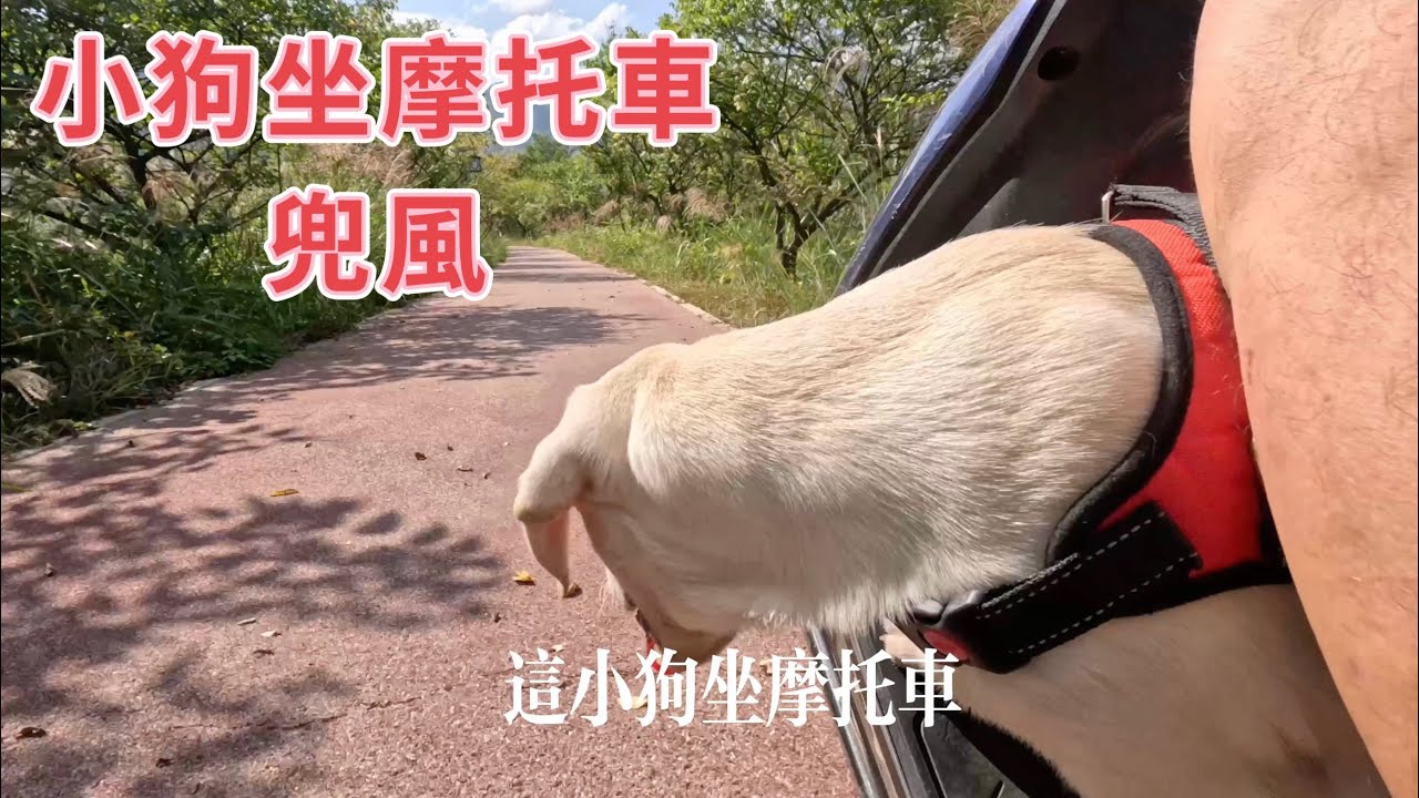 帶小狗郊遊，小狗坐摩托車太興奮。漂亮的野外風景，度過美好一天