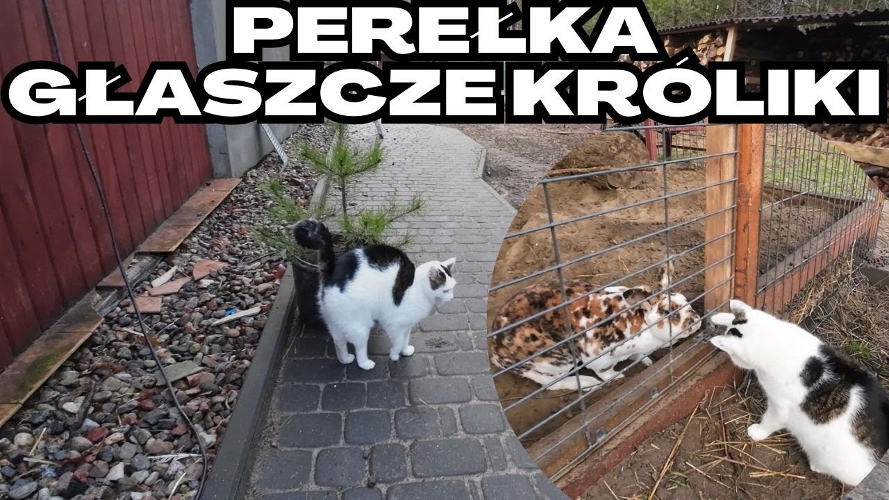 Choinka na bazie