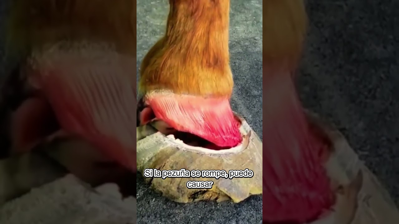 Cascos de Caballo: &iexcl;Protecci&oacute;n y Salud!  #CuidadoEquino #Horseshoes