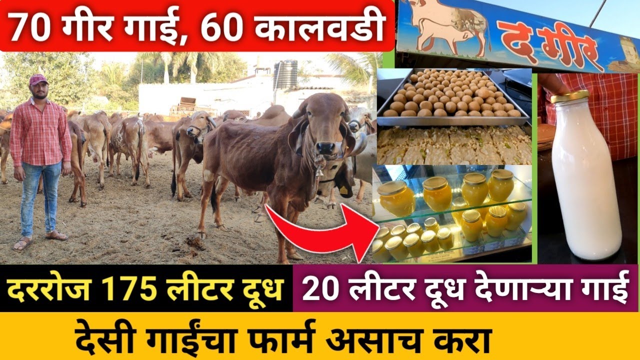 कमी गीर गाईंमध्ये जास्त दूध घेण्याचा फॉर्म्युला | Top quality gir cow | Dairy farming in maharashtra