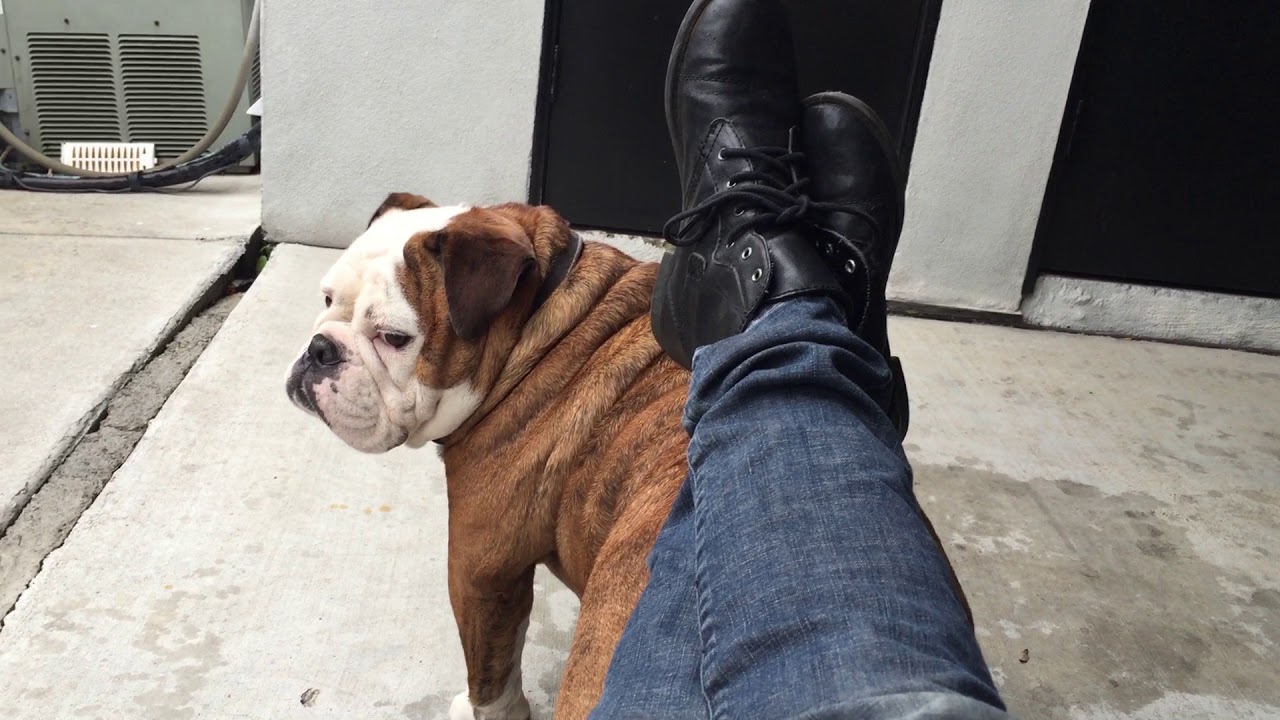 Using my dog as a footstool!