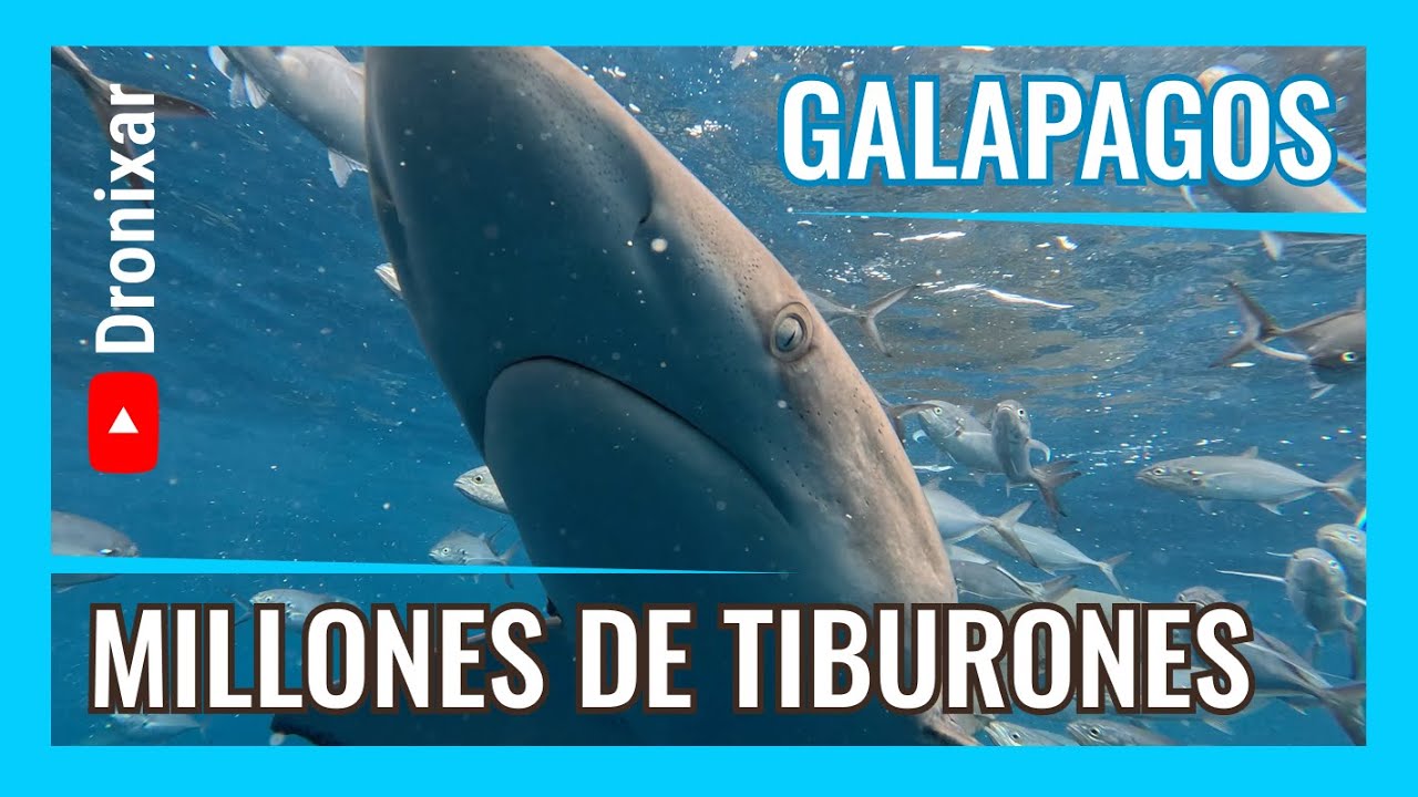 Millones de tiburones en Darwin y Wolf | Galápagos bajo el agua - PARTE 4 - 4k UHD