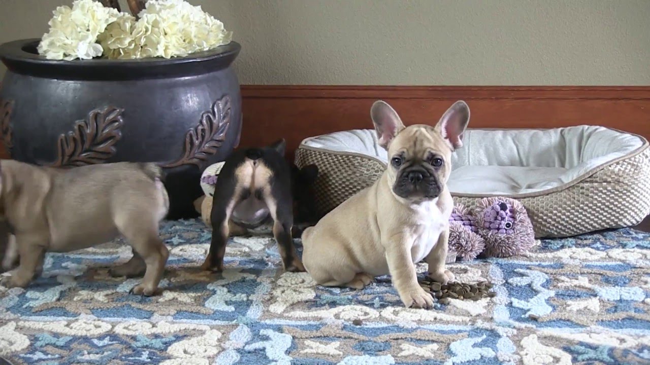 8 Weeks Old -  French Bulldog Puppies Playing.