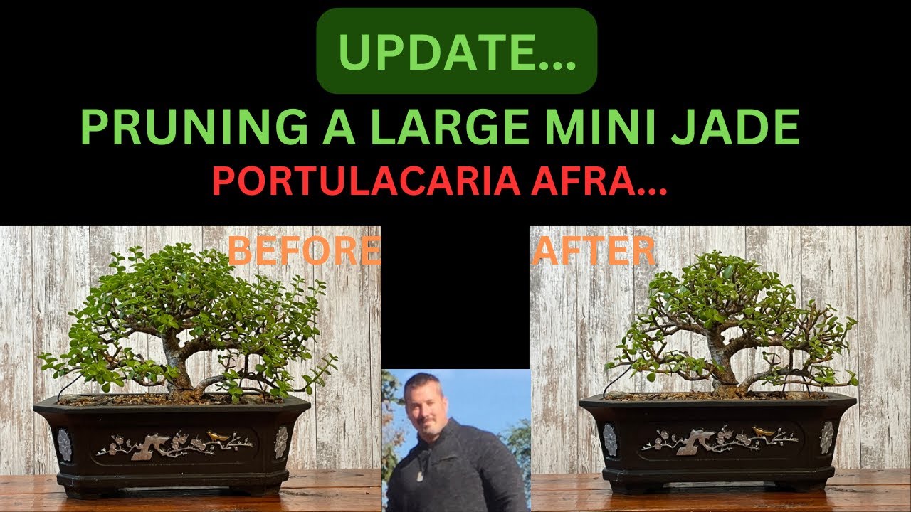UPDATE ON MY LARGEST AND BEST MINI JADE BONSAI - Portulacaria Afra