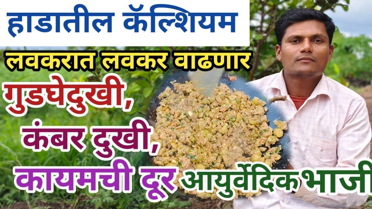 चक्क, हाडातील कॅल्शियम वाढवणारी | गुडघेदुखी, कंबर दुखी, दूर करणारी एकमेव आयुर्वेदिक |Umbrachi bhaji