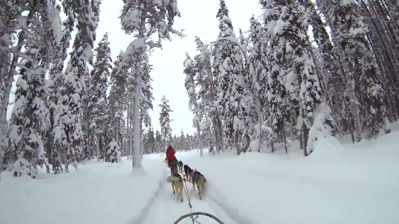 Dog-sledding with Siberian Husky's in Finland