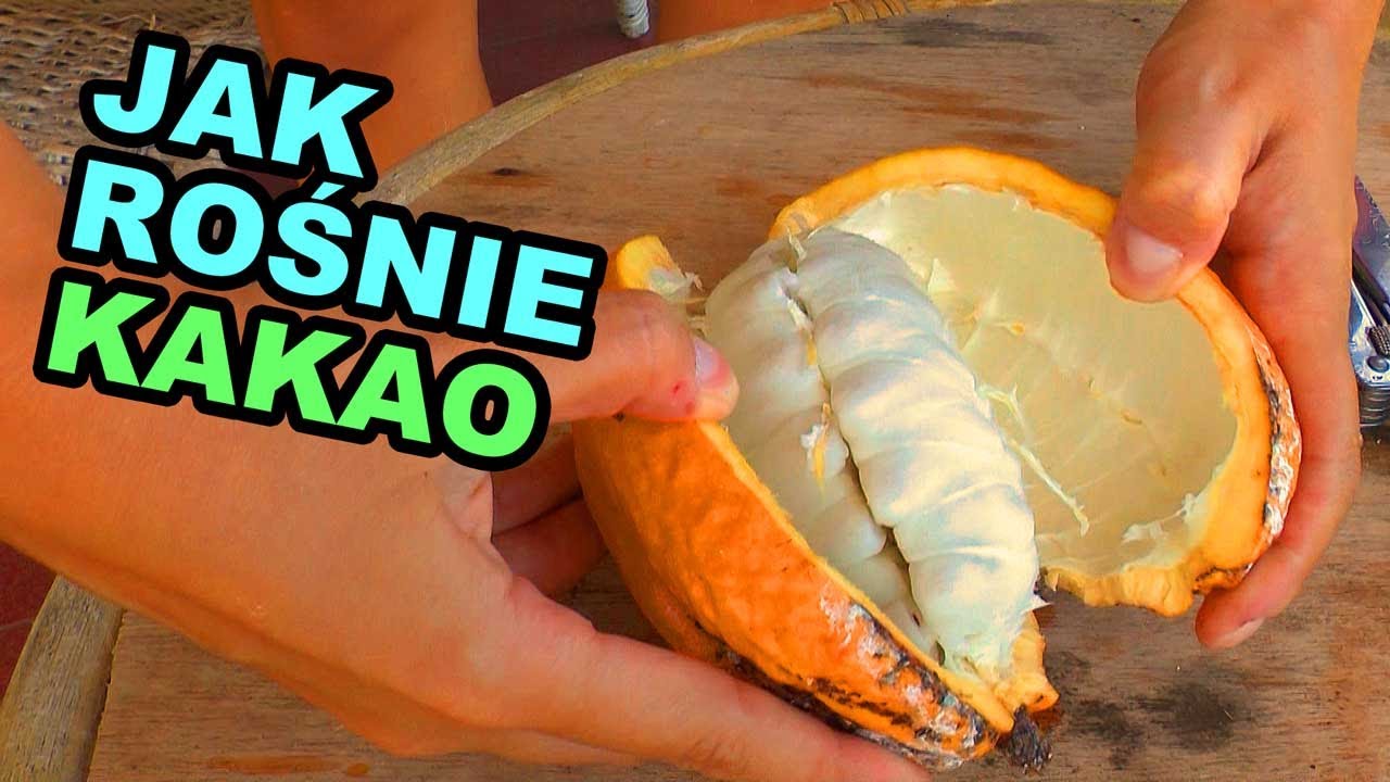 Jak rośnie KAKAO? Ciekawostka #17