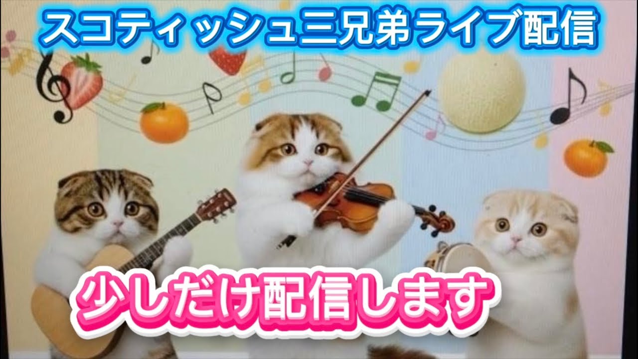 スコティッシュ三兄弟 No.211 少しだけ配信しますので、よろしくお願いします🙇‍♀️