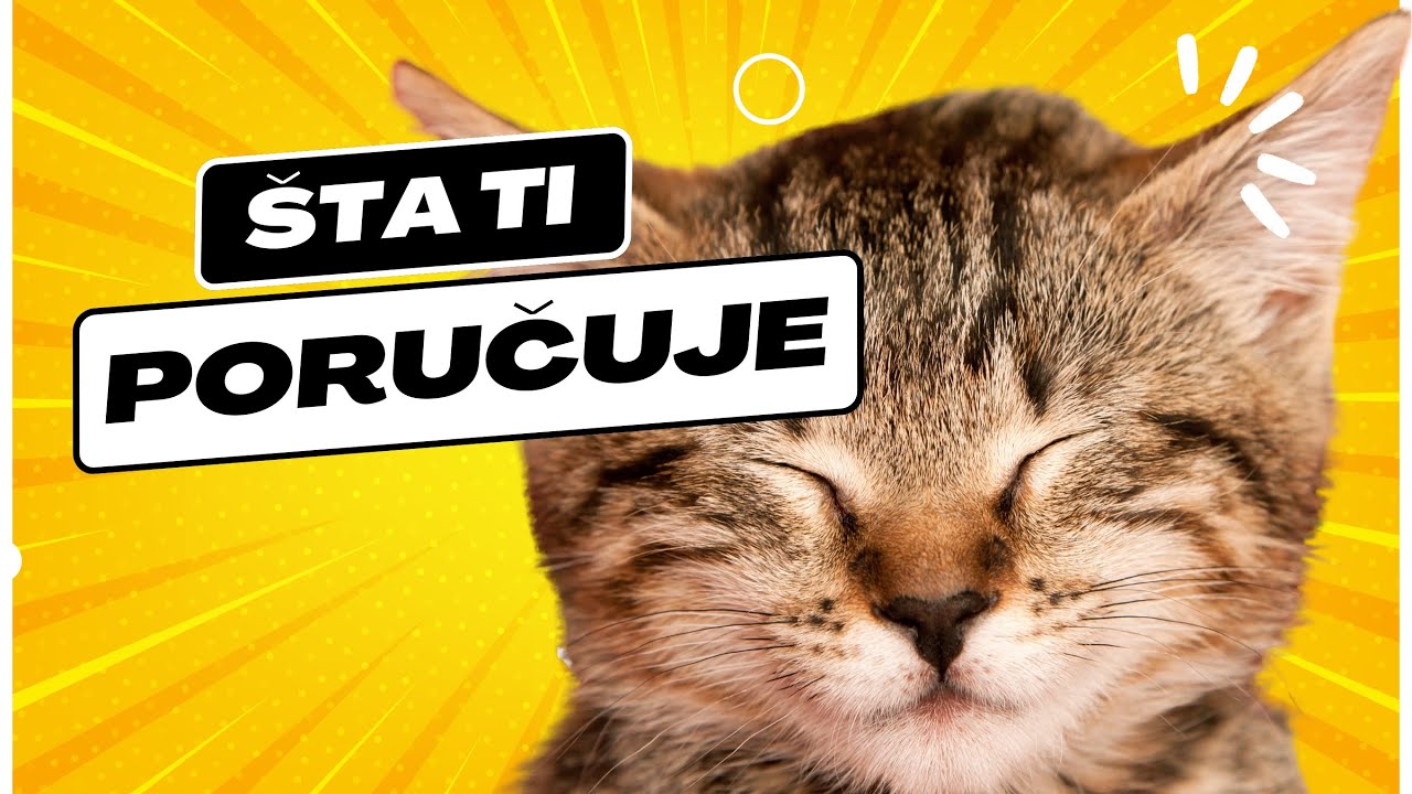 Zašto mačke predu? 🐱 Tajno značenje koje svaki vlasnik mora da zna!