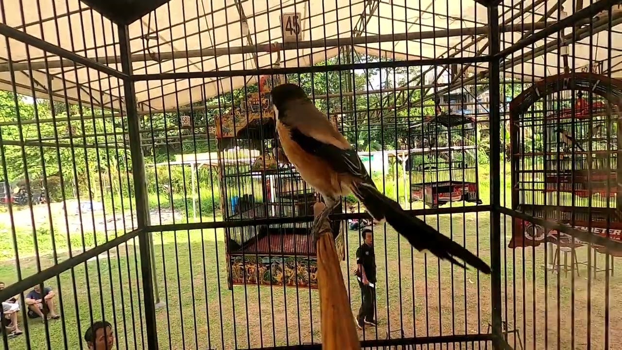 Tampilan real lomba burung cendet diatas gantangan