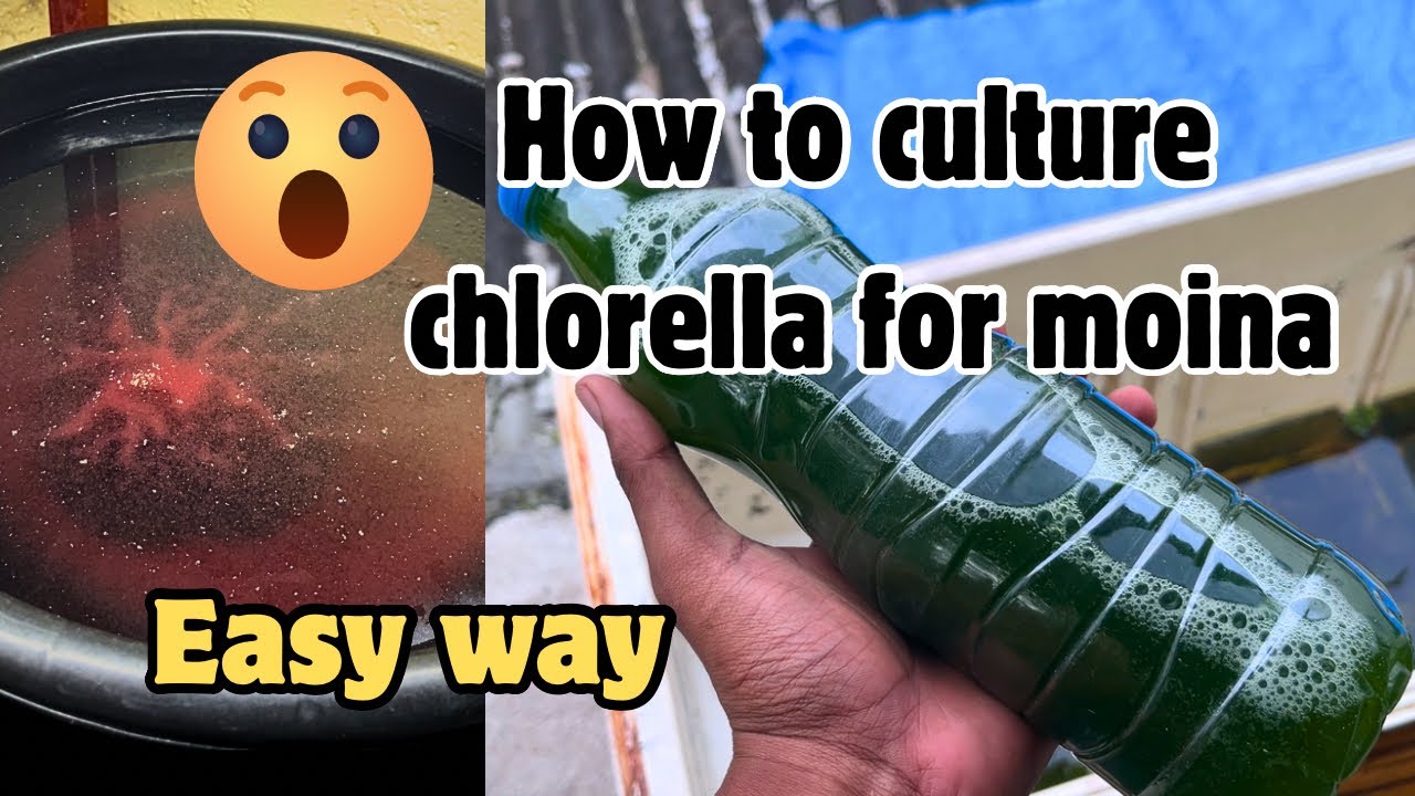 How to culture chlorella water for moina #gyppyfarm #bettabreeding 