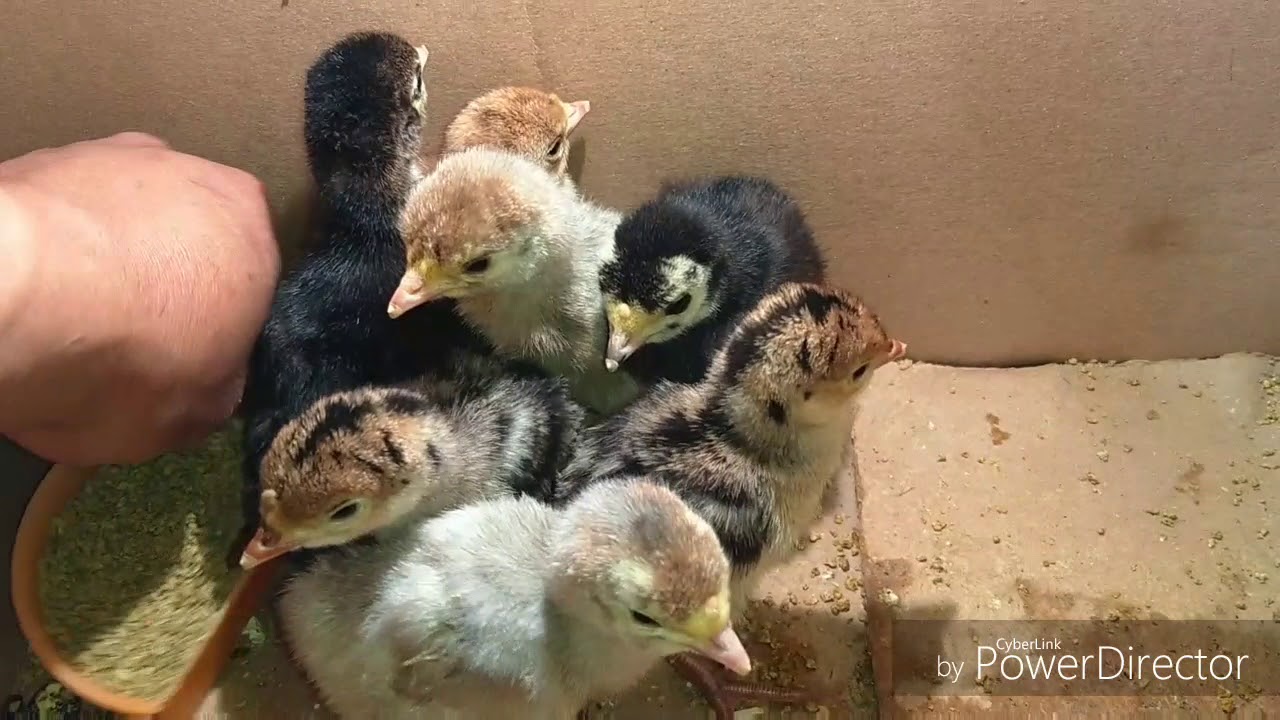 ENGORDA DE GUAJOLOTES ALIMENTOS Y CUIDADOS