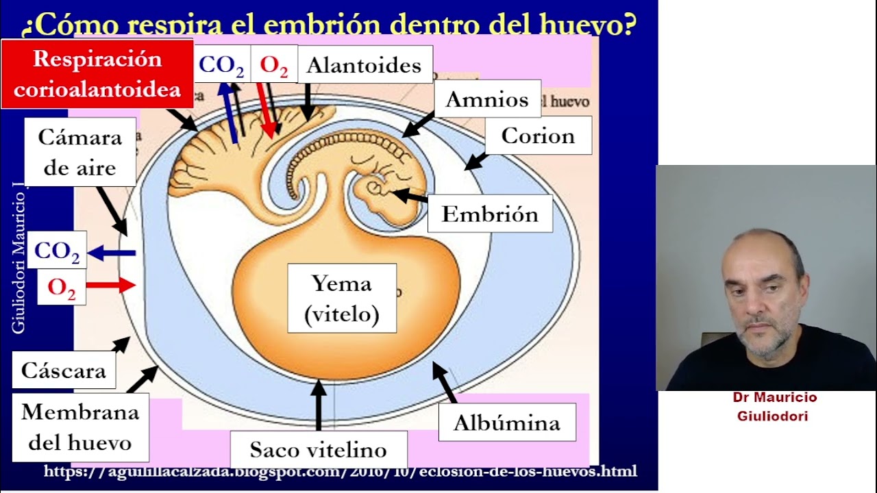 Cómo respira el embrión de las aves dentro del huevo si no tiene placenta