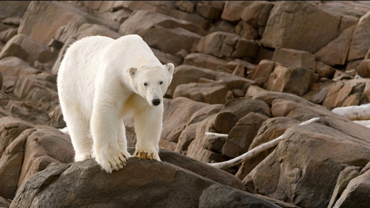 Polar Bears, Svalbard - 2025, 2023 | Reel