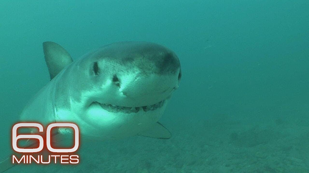 This was a great white shark hotspot. Then they mysteriously vanished | 60 Minutes