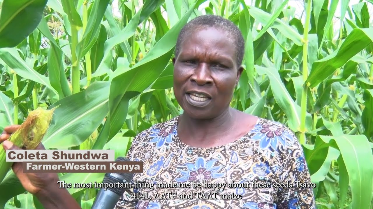 Coleta Shundwa TAAT WE4141 Maize Farmer Testimonial