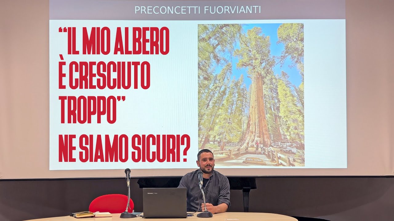 Alberi in città: miti da sfatare