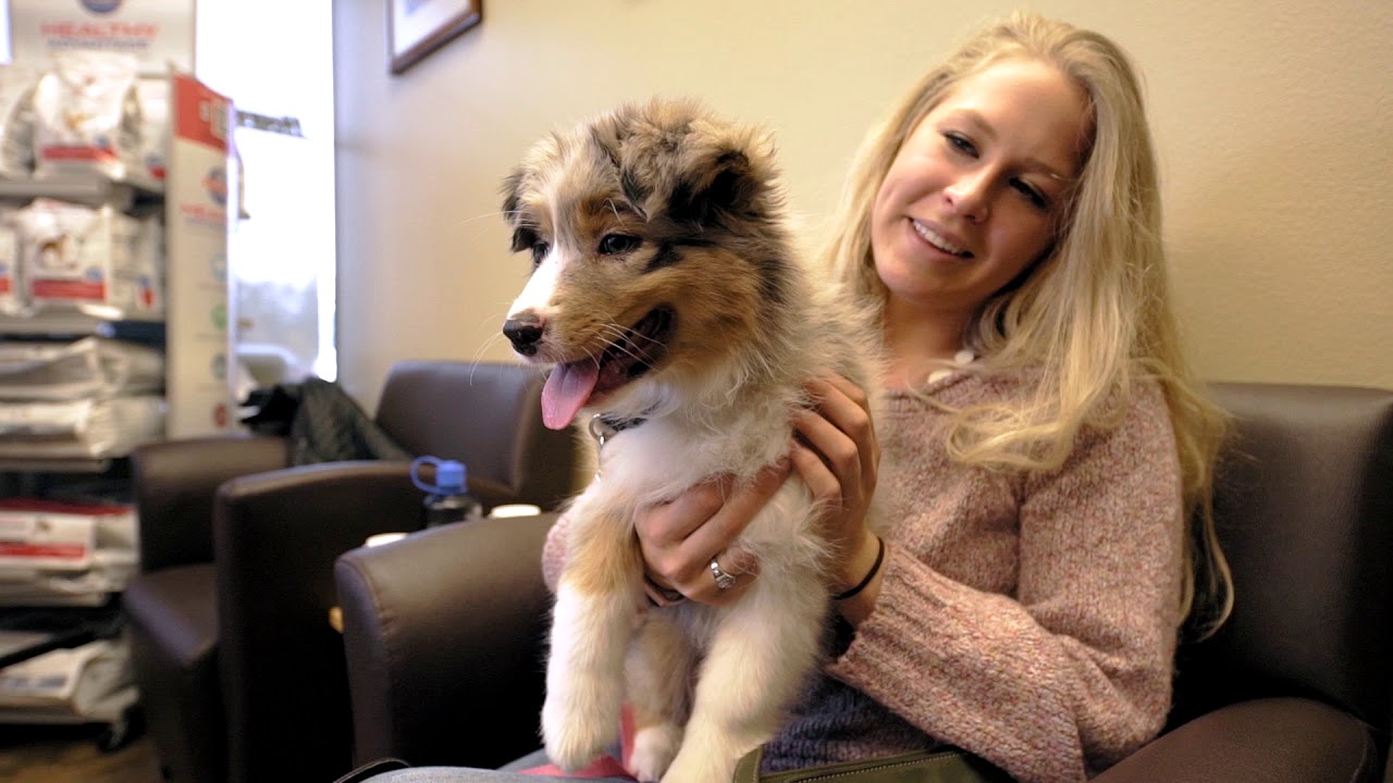Lakefield Veterinary Group - Our Commitment to Pet Care is a Labor of Love