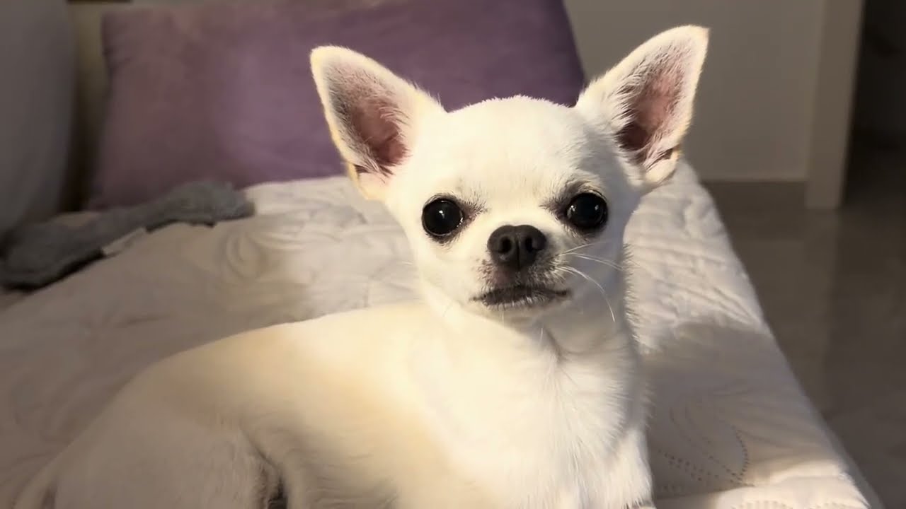 My sweet white #chihuahuapuppy