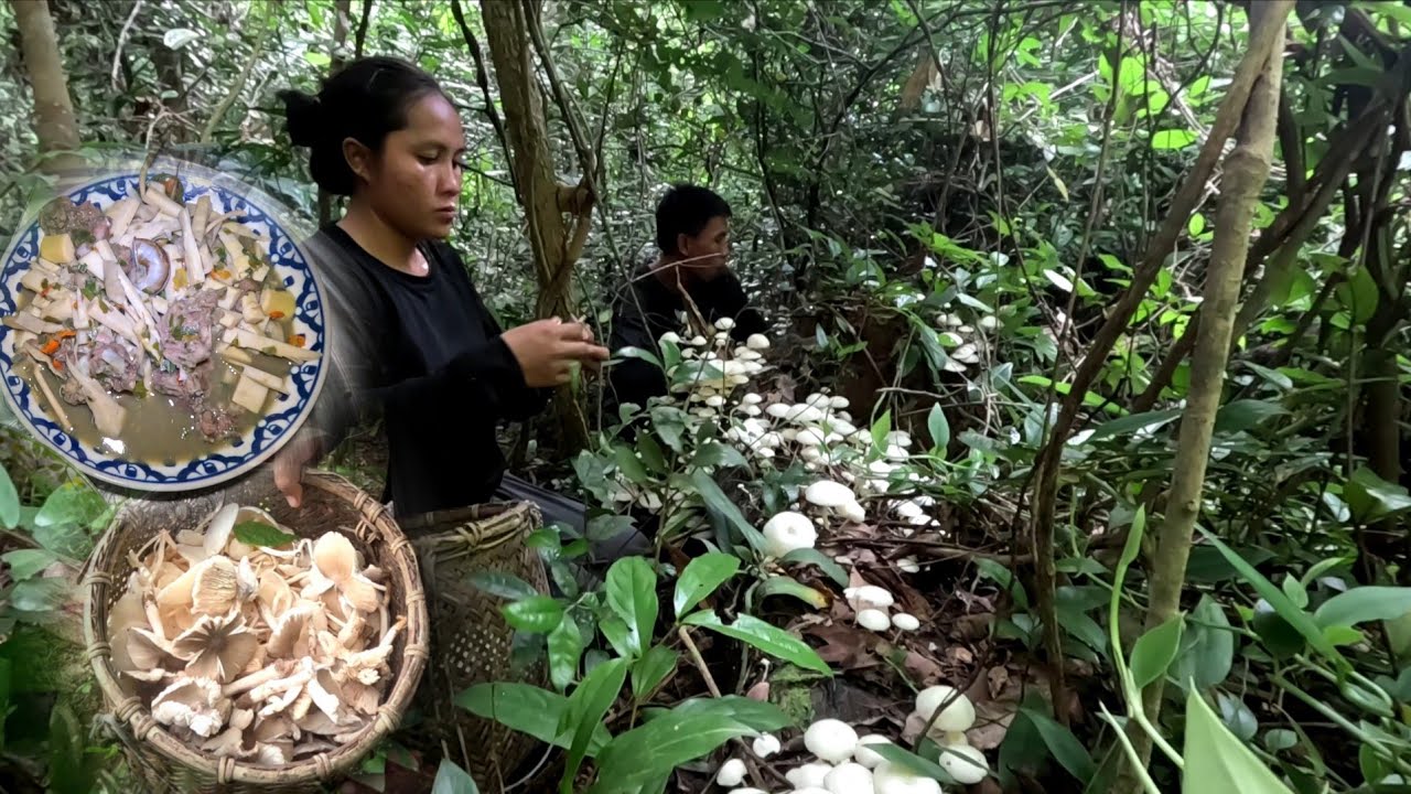 ເຫັດແຂນນາງກຳລັງອອກ  | เห็ดแขนนางกำลังออก