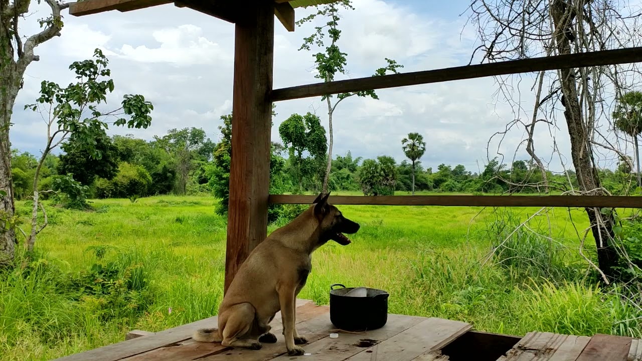ឆ្កែខ្ញុំចេះណាស់ ស៊ីបាយអស់រលីង, My lovely dog waiting at hut alone, Daily TVlog