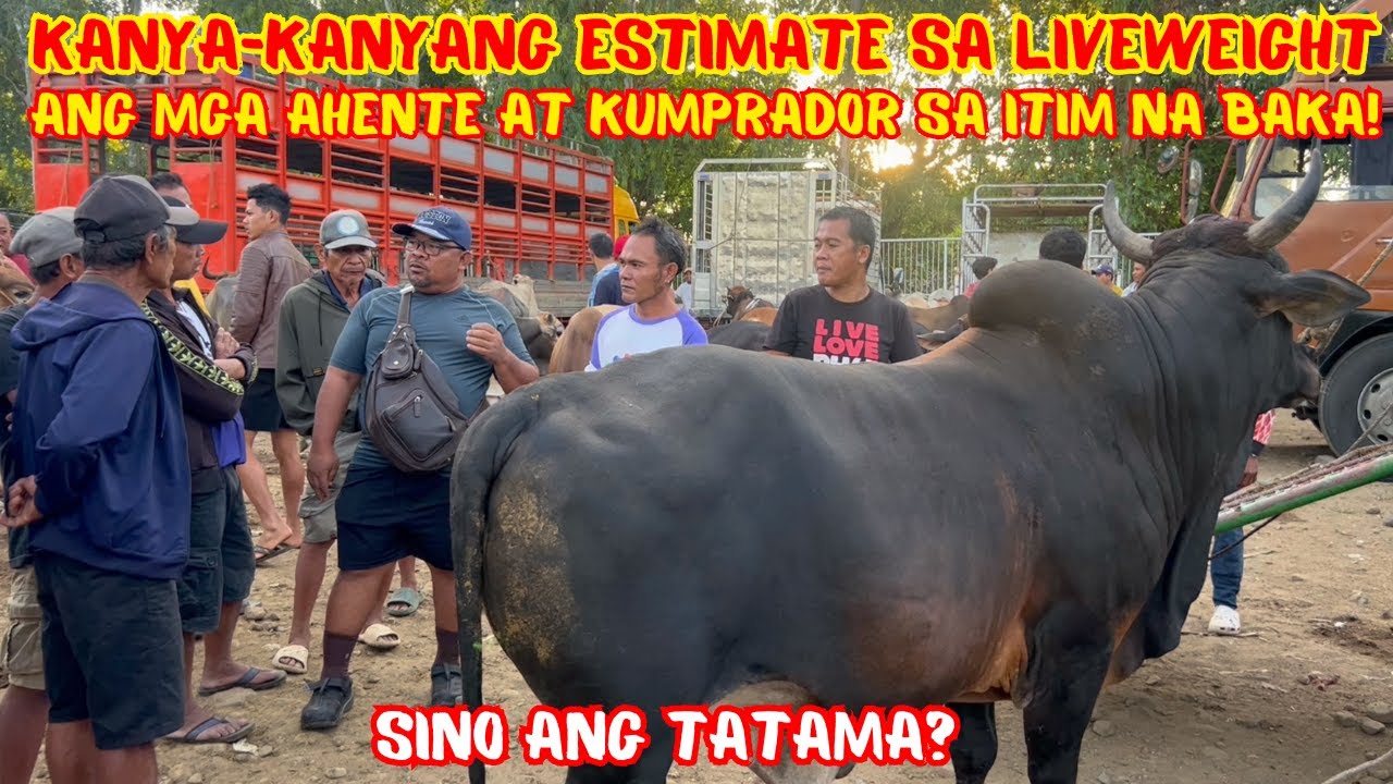 KANYA-KANYANG ESTIMATE SA LIVEWEIGHT ANG MGA AHENTE AT KUMPRADOR SA ITIM NA BAKA! | SINO ANG TATAMA?