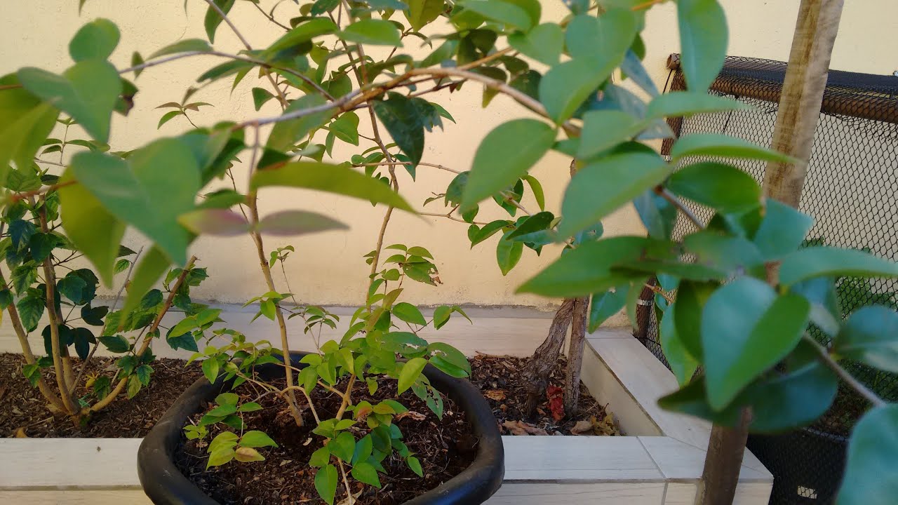 Como plantar pitanga em vaso.