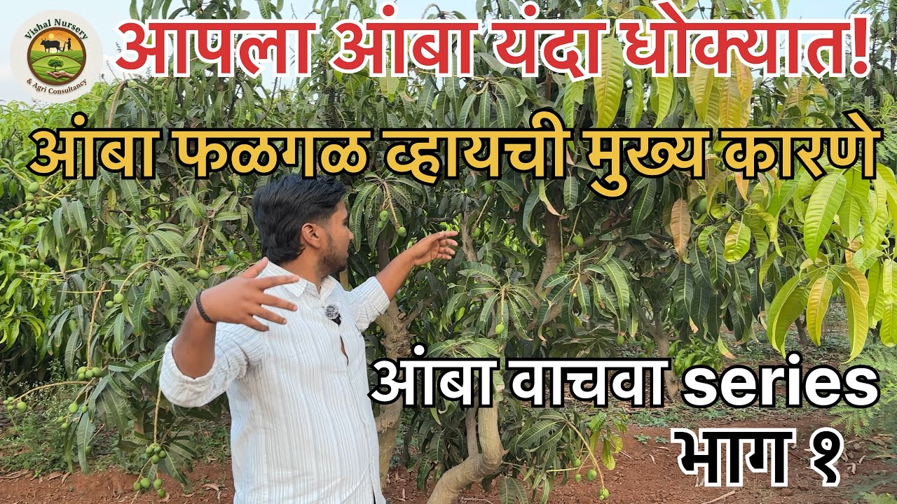 आंबा फळगळ का होते? 5 मुख्य कारणे आणि शास्त्रीय उपाय आंबा वाचवा series भाग १