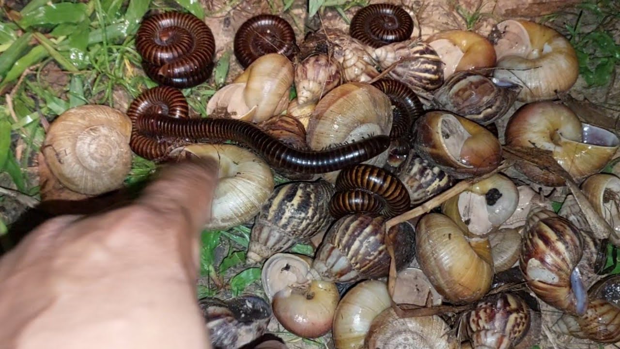 At night I hunt snails and millipedes the leaves of the pig tree#millipedes#snails#