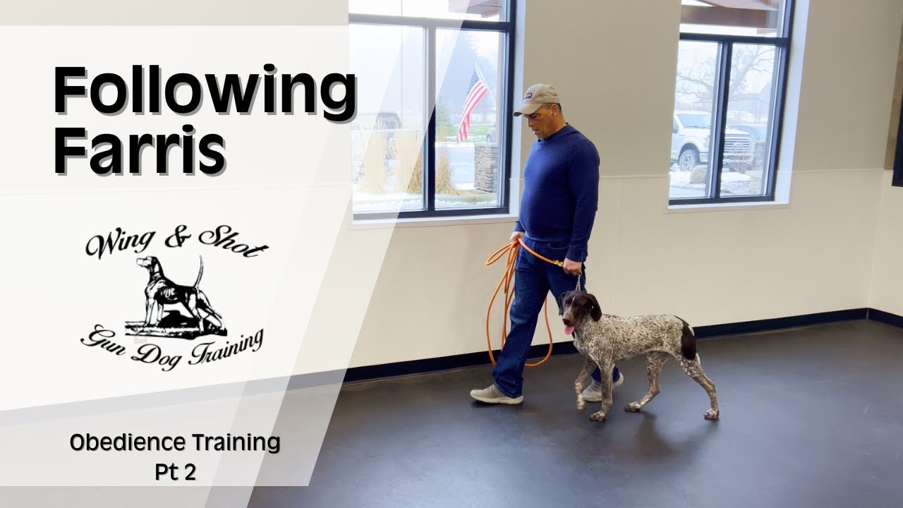 GSP bird dog goes through obedience training.