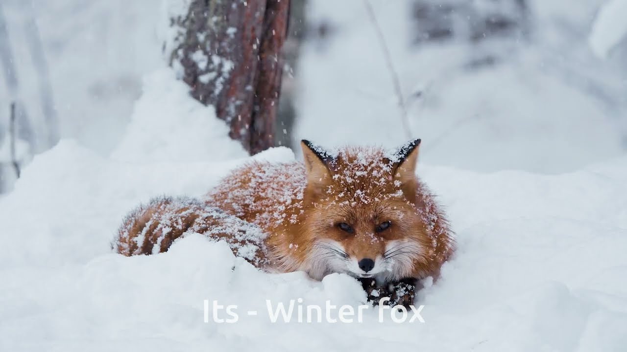 itseriksen LUTs | Color Grading Pack for Sports, Wildlife & Drone Footage