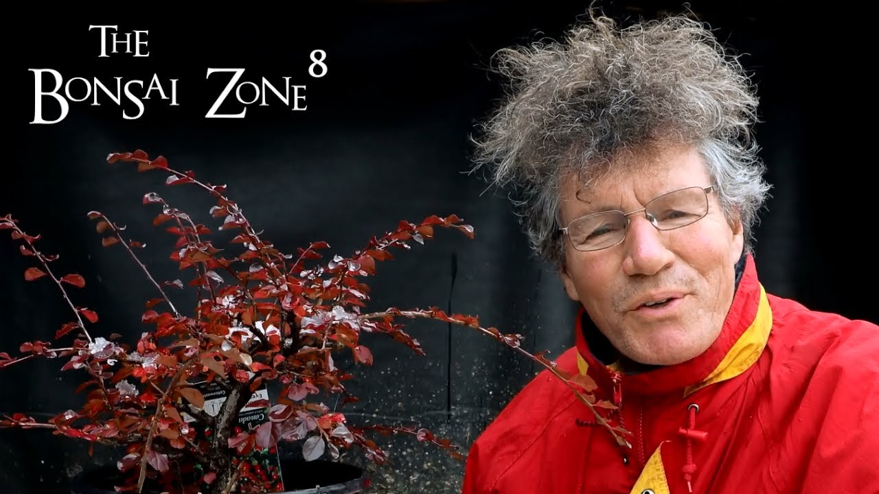 Greenhouse Upgrades and Pruning My Cotoneaster, The Bonsai Zone, Nov 2021