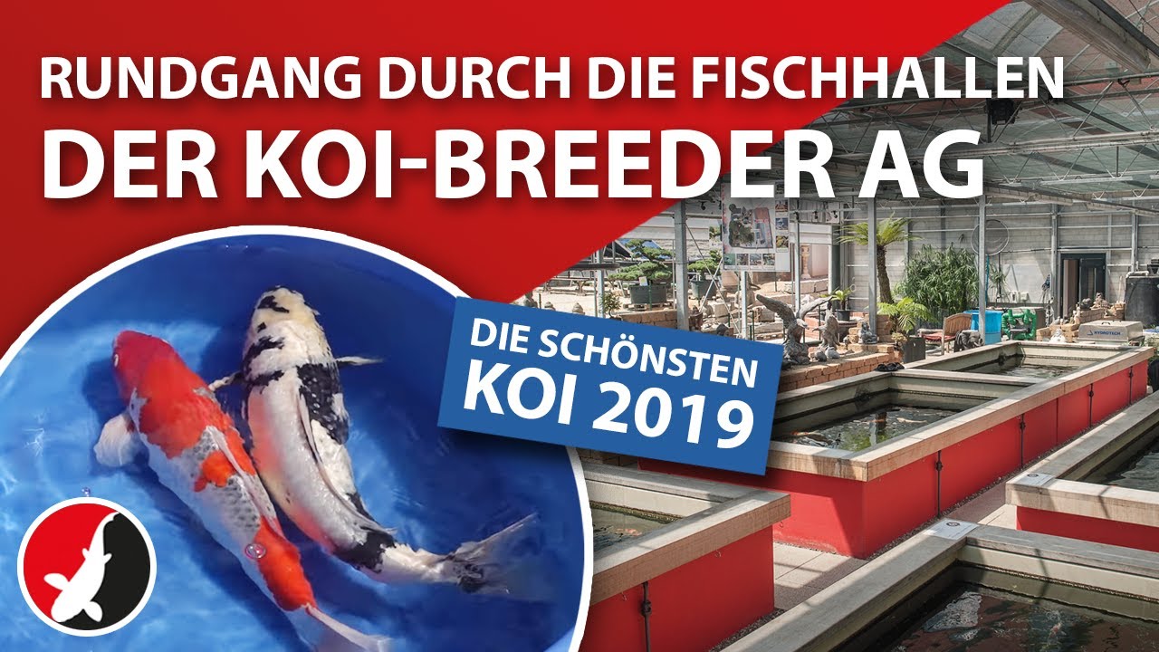 Die schönsten Koi 2019 - Rundgang durch die Fischhallen der Koi-Breeder AG!