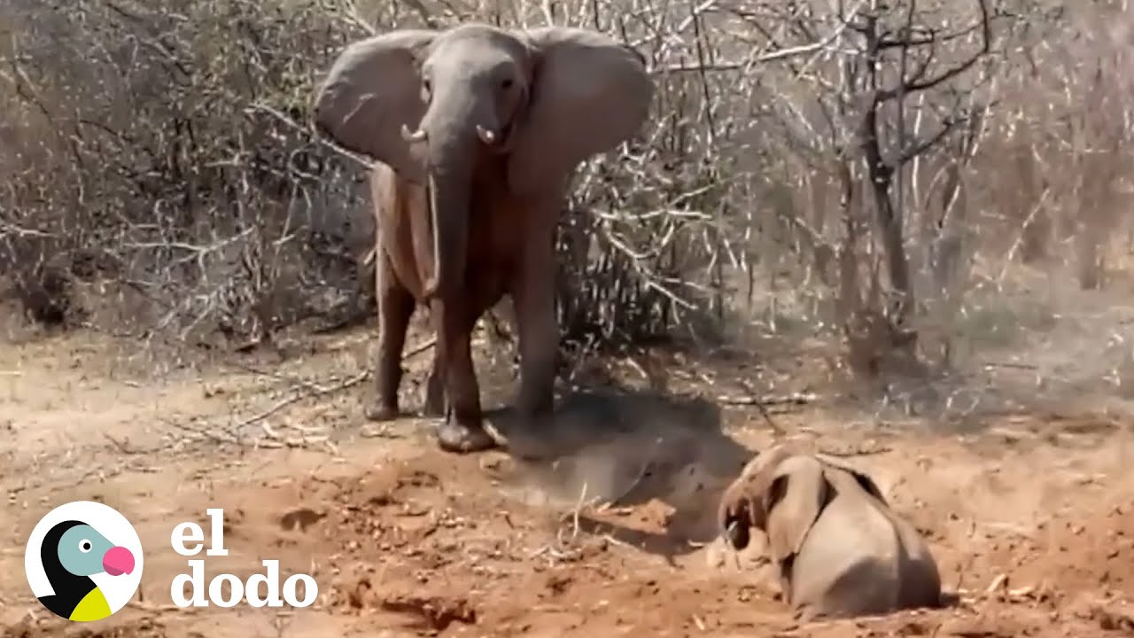 Mamá elefante va a proteger a su bebé con todo lo que tiene | El Dodo