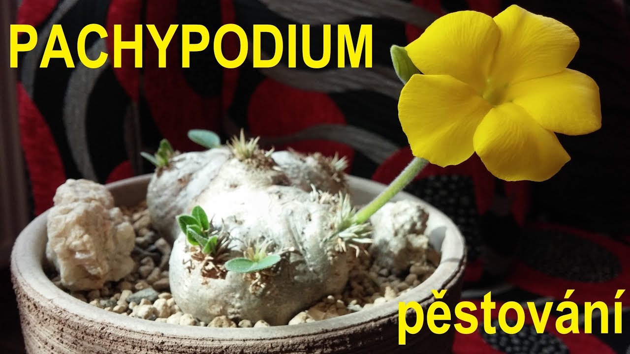Pachypodium - přehled a pěstování