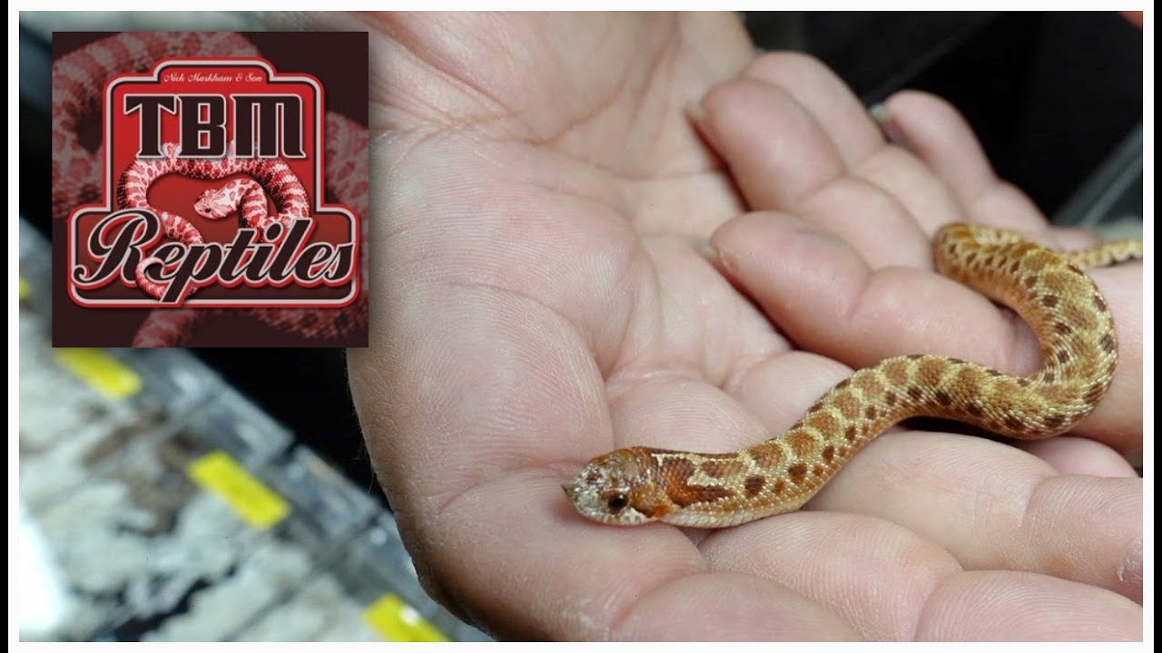 Nick Markham of TBM Reptiles Shows the Cinnamon Hognose Morph