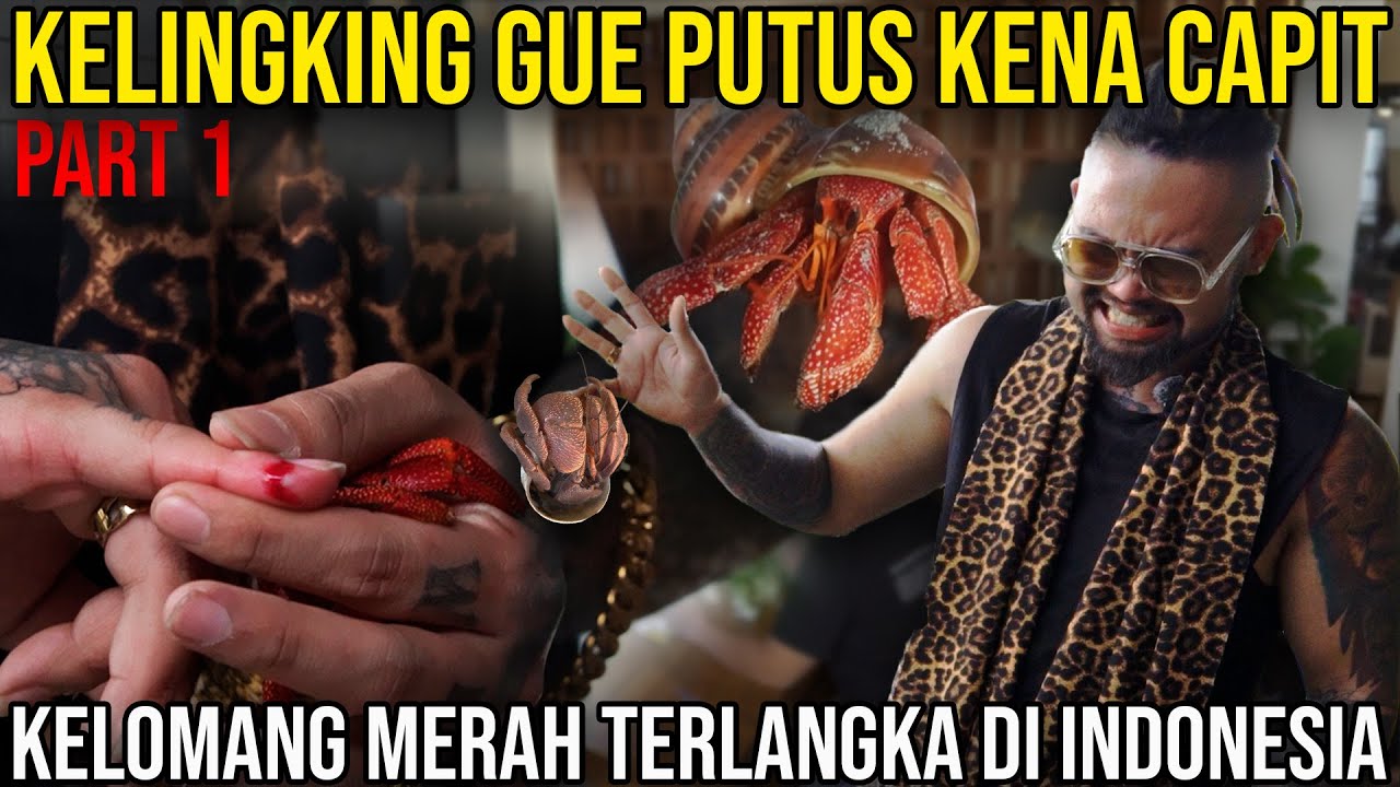 KELINGKING GUE PUTUS KENA CAPIT. KELOMANG MERAH TERLANGKA DI INDONESIA. COENOBITA CAPIT OWNER