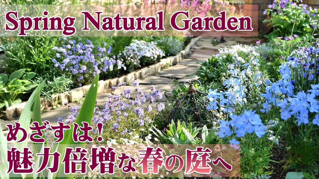 【こぼれ種、強者春花、組み合わせ重視】植栽色々で春をステキ庭へ*毎年４月に咲く必須宿根草は５種/ガーデニング/To the spring garden that doubles the charm