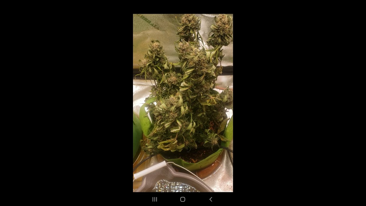 grow room disaster failed water system while gone for a week. purple lemonade autoflower by fastbuds