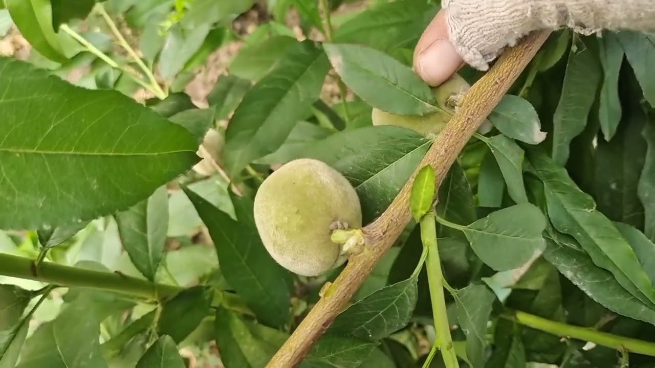 桃树夏季修剪要慎重，修剪不当对桃子以后会造成伤害