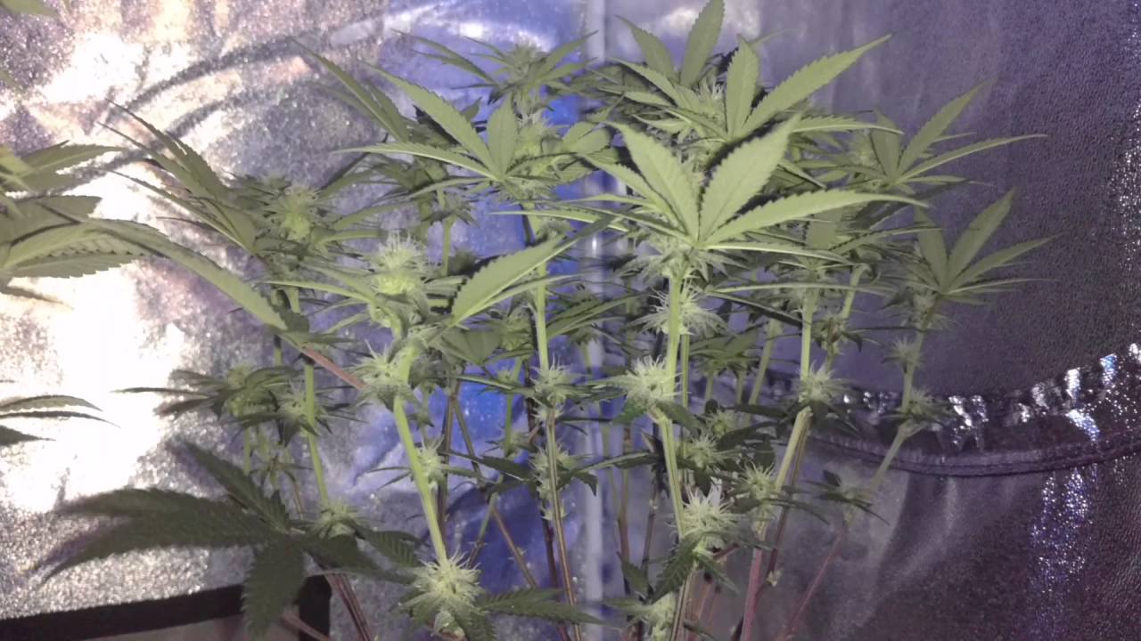 ILG In The RAW: 4/20 SPECIAL!!
