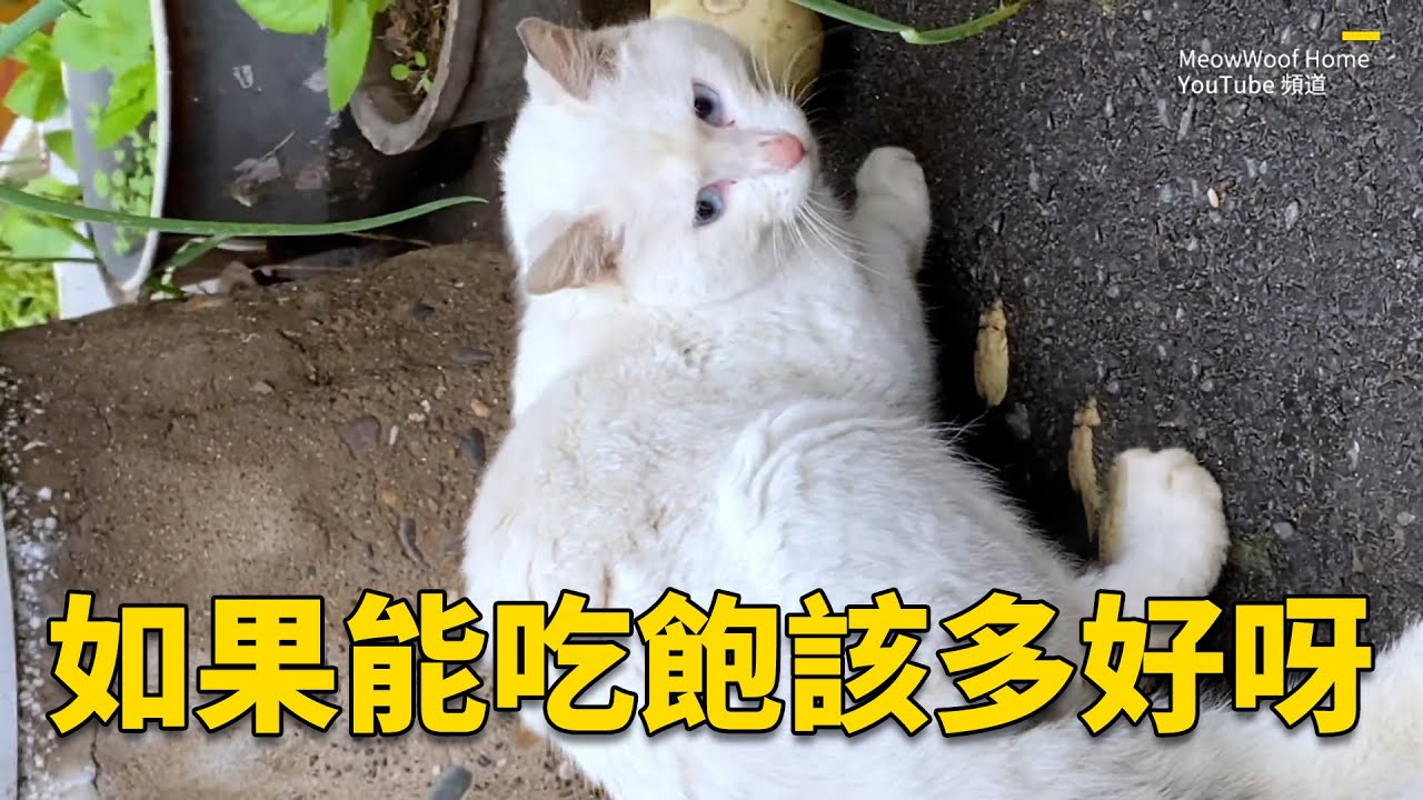 貓群裏不受待見的流浪白貓，被餓到吃垃圾，被帶回家後它可愛得像個天使#浪浪 #貓咪 #寵物