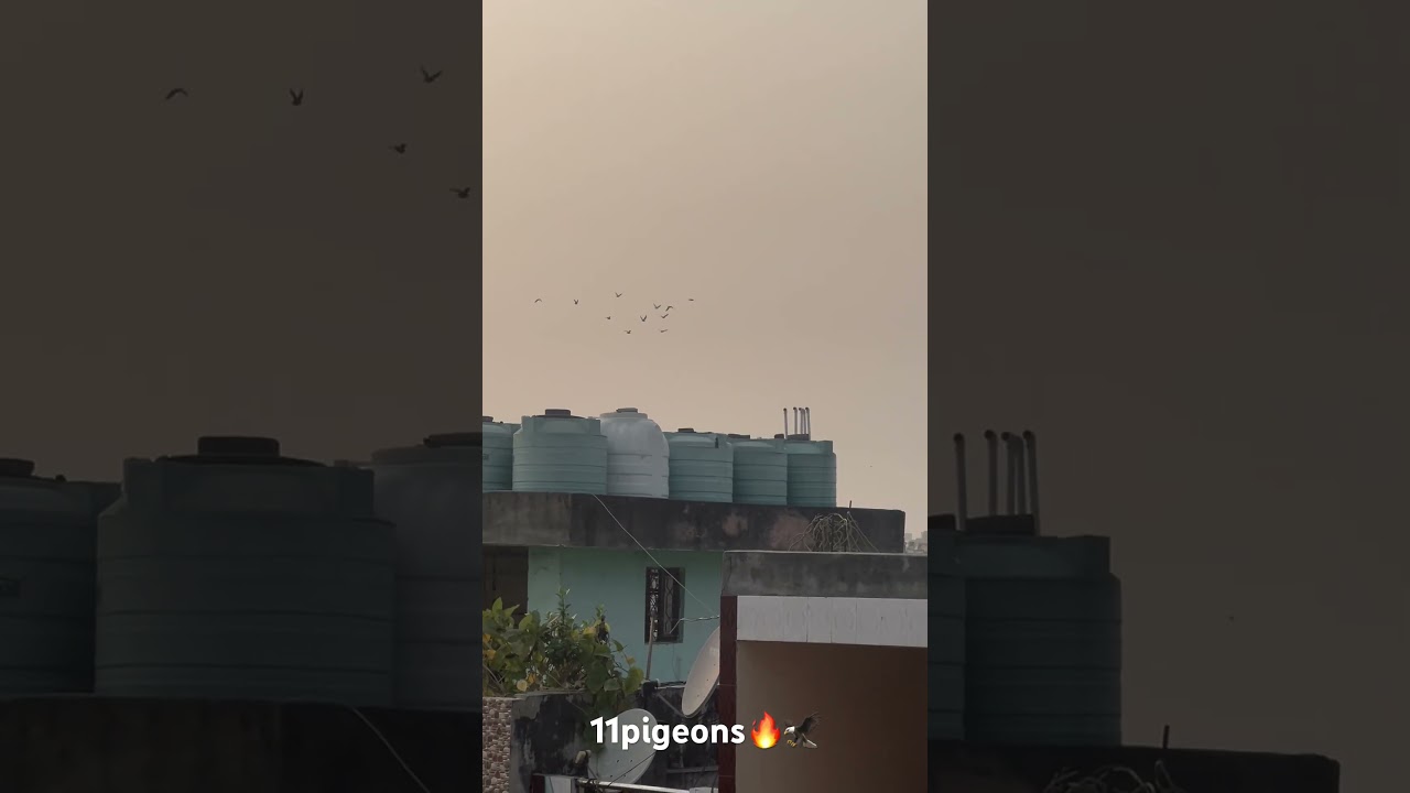 Rocketttt😏🔥 #indianbirds #pigeon #indainpigeons #indianpigeon #pigeonday #kite #indiankabootar 🧿